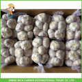 Processing 2016 Crop Garlic 5.0cm